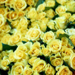 Κίτρινο Τριαντάφυλλο - Τι Συμβολίζει